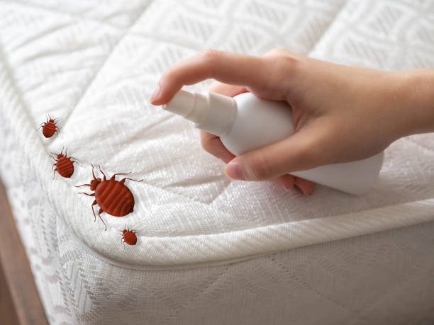 Professional Pest Control in Pico Rivera, CA